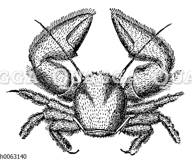 Porcellana platycheles