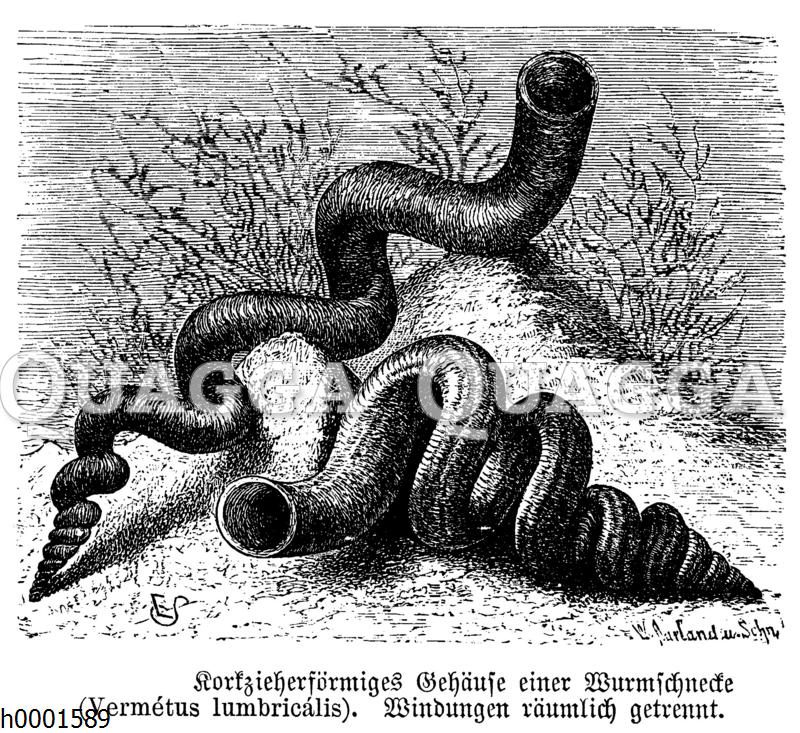 Wurmschnecke