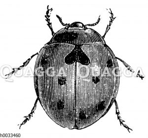 Siebenpunkt-Marienkäfer