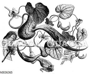 Aristolochia ringens