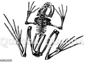 Frosch: Skelett