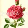 Rote Rose