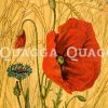 Mohn und Kornblume in einem Getreidefeld