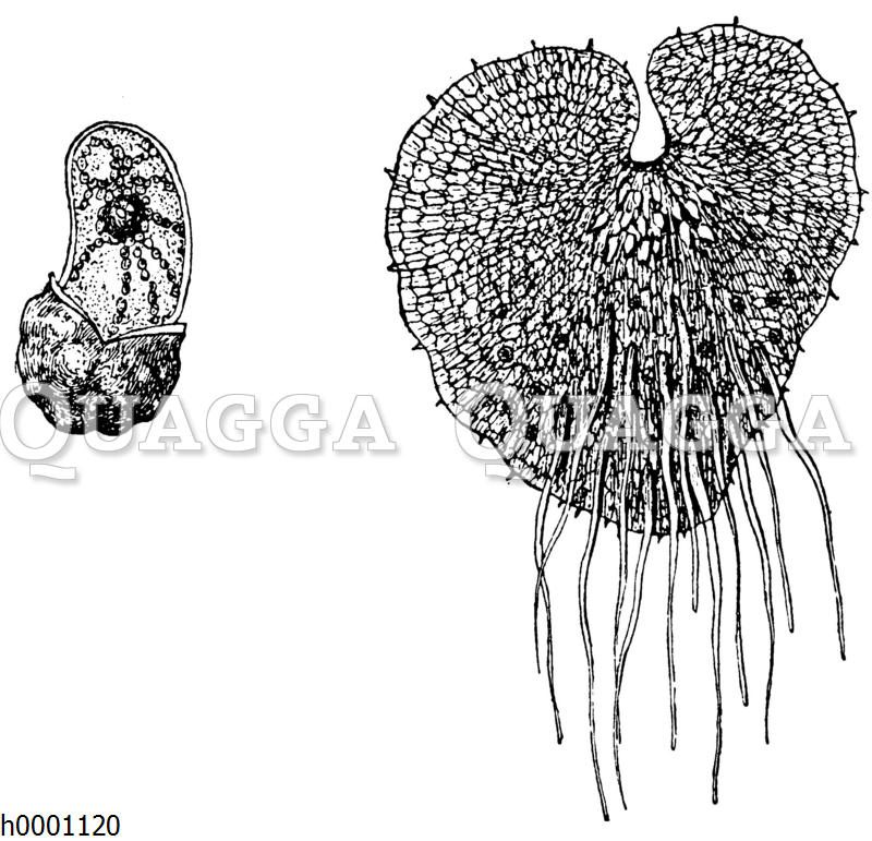 Wurmfarn: Keimende Spore (links) und Vorkeim (rechts)