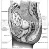 Sechs Monate altes Baby in der Gebärmutter