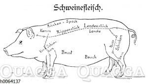 Fleischeinteilung beim Schwein