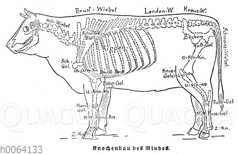 Knochenbau Des Rindes - Quagga Illustrations