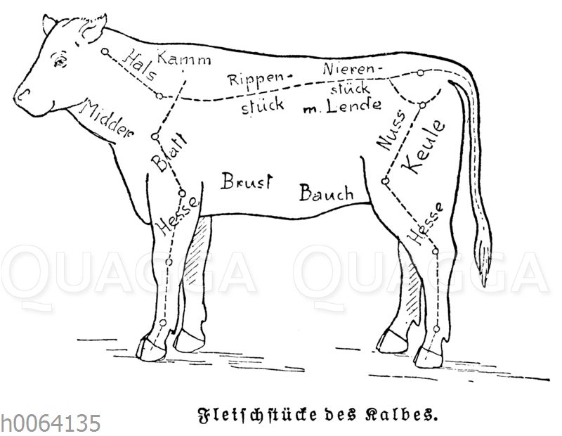 Fleischstücke des Kalbes [Digital]