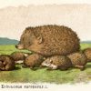 Europäischer Igel