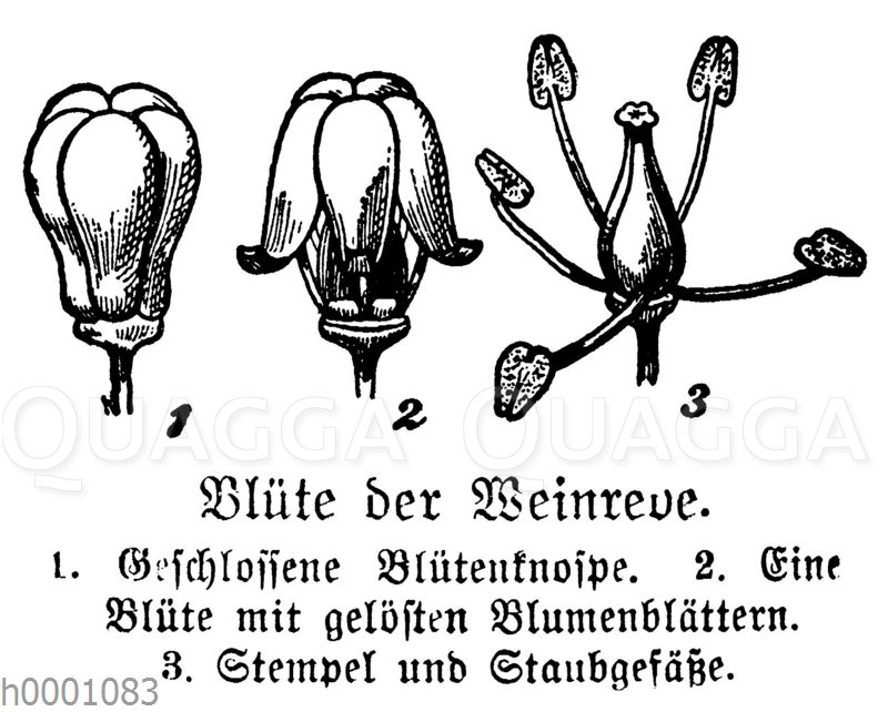 Weinrebe: Blüte