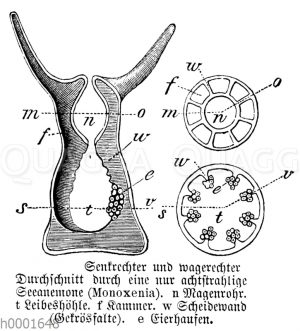 Seeanemone: Längschnitt