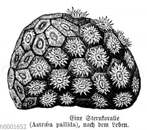 Sternkoralle