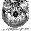 Mensch: Schädelbasis