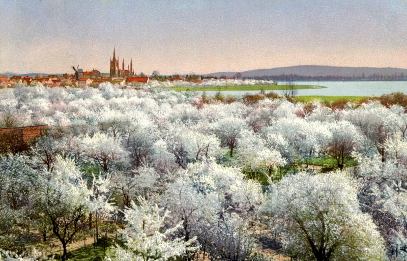 Blick auf Werder über blühende Obstbäume hinweg