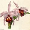 Cattleya triandra var. purpurata