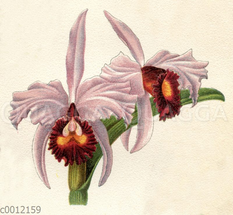 Cattleya triandra var. purpurata