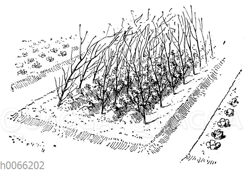 Stecken von Gartenerbsen an Reisern