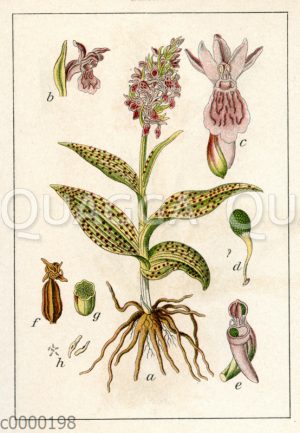 Breitblättrige Orchis