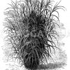 Andropogon formosum