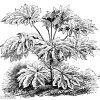 Aralia papyrifera