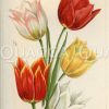 Tulpen: Duc van Tholl.