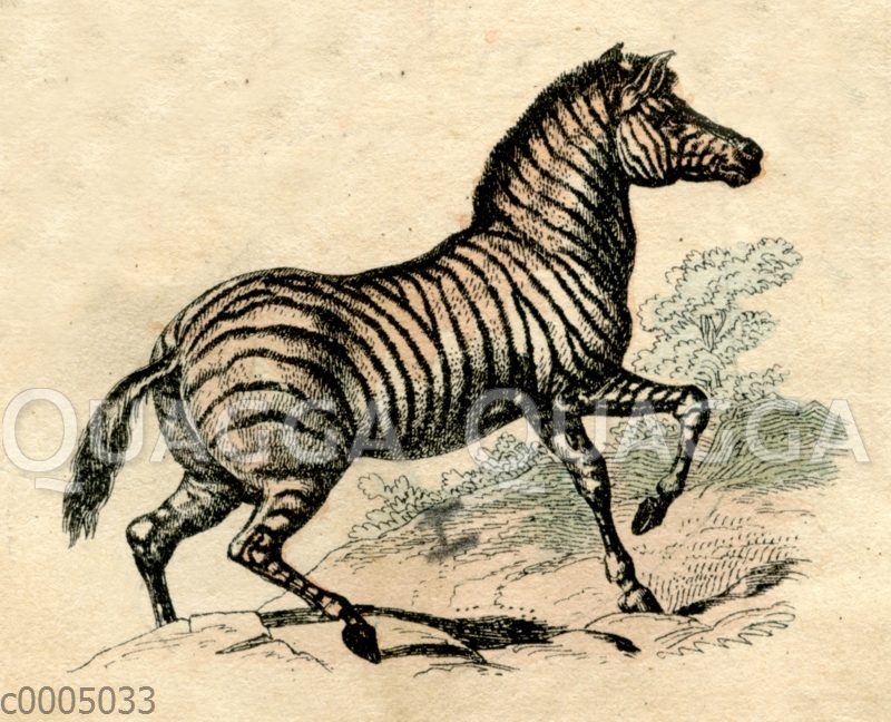 Zebra