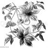 Clematis