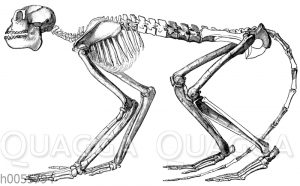 Mesopithecus pentelici: Skelett eines weiblichen Tieres