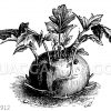 Kohlrabi