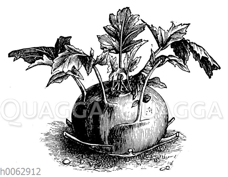 Kohlrabi