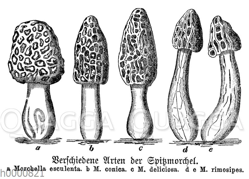 Verschiedene Arten von Spitzmorcheln [Digital]