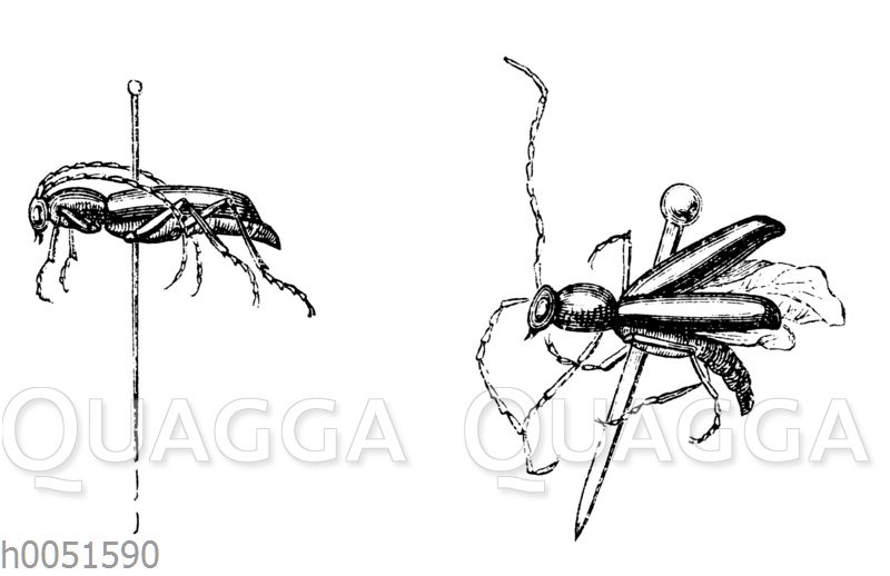 Aufgespießte Insekten