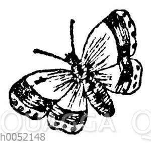 Vignette: Schmetterling