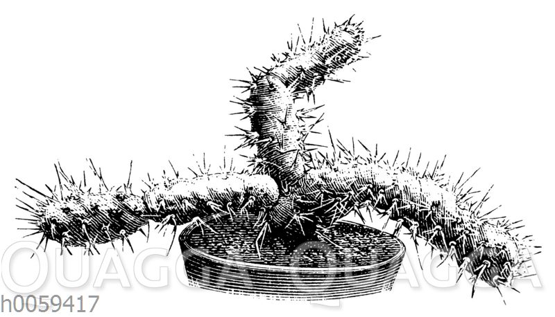 Opuntia fragilis