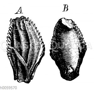 Iguanodon Mantelli: Zähne