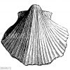 Pecten quadricostatus