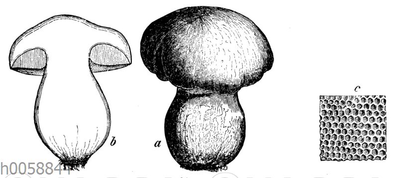 Steinpilz