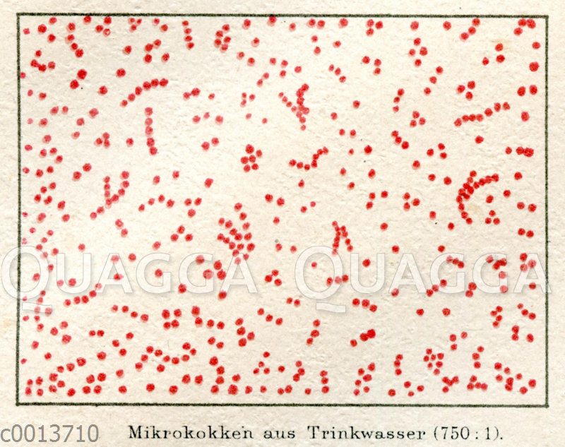 Mikrokokken aus Trinkwasser