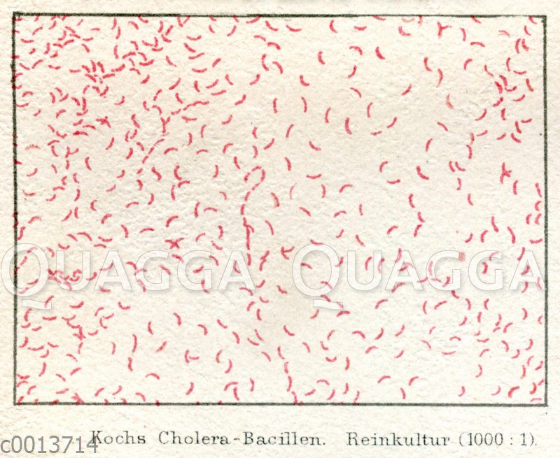 Kochs Cholera-Bakterien