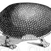 Glyptodon clavipes