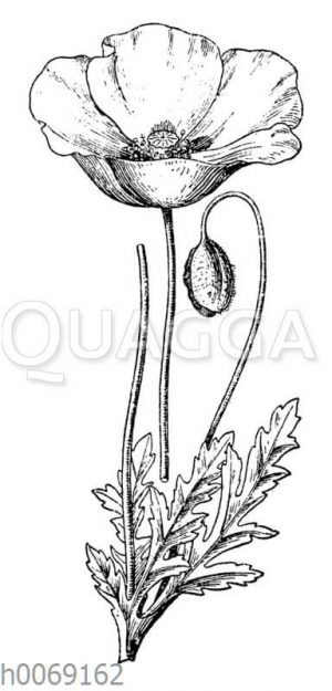 Klatschmohn