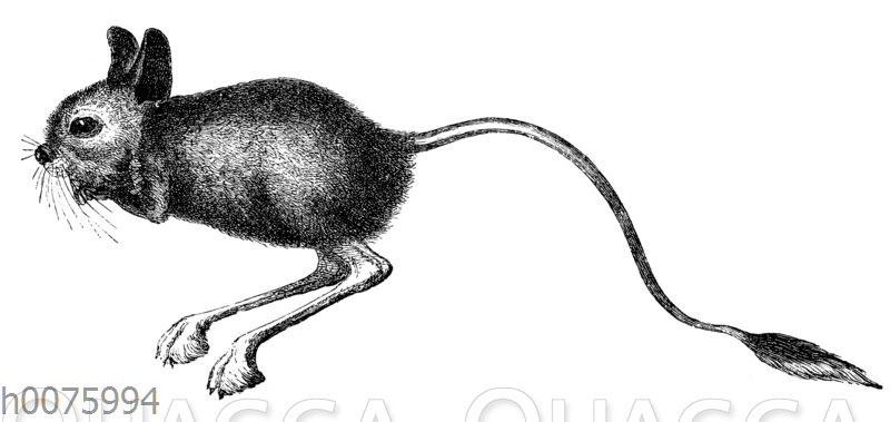 Agyptische Springmaus Quagga Illustrations