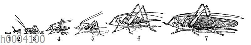 Grüne Laubheuschrecke: Entwicklung
