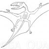 Dimorphodon macronyx - Flugechse der Jurazeit