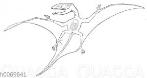 Dimorphodon macronyx - Flugechse der Jurazeit