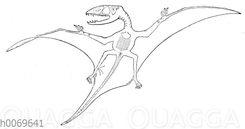 Dimorphodon macronyx - Flugechse der Jurazeit