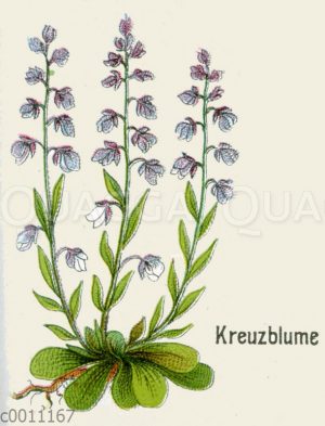 Kreuzblume