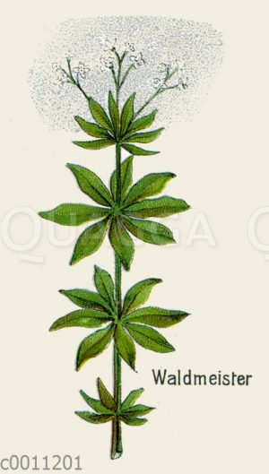 Waldmeister