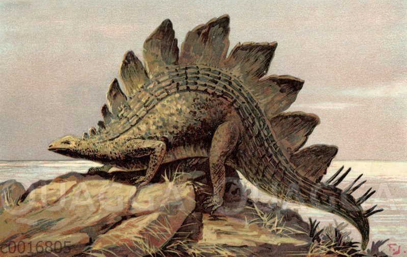 Stegosaurus ungulatus