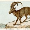 Steinbock